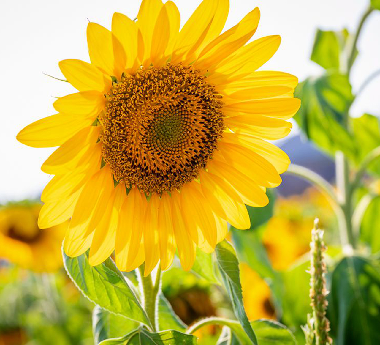 光照度傳感器的應用