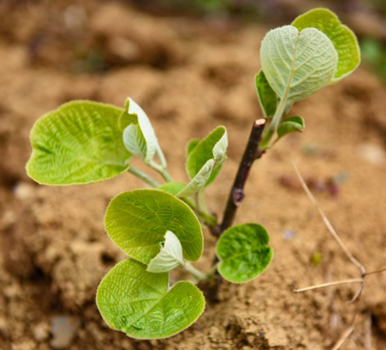 土壤PH傳感器的應用